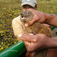 Illustration for article titled Madagascar swamp creature is the first carnivorous mammal discovered in 24 years